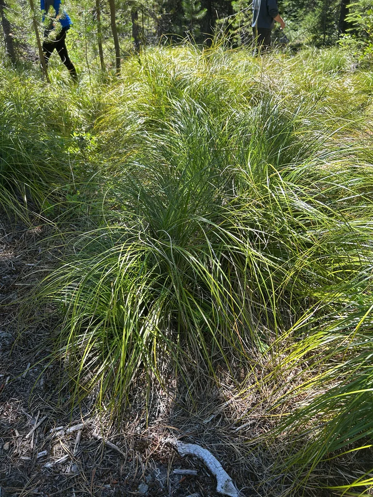 Xerophyllum Tenax