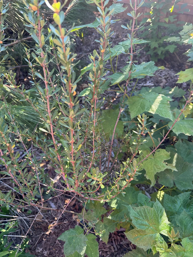 Ceanothus Cuneatus