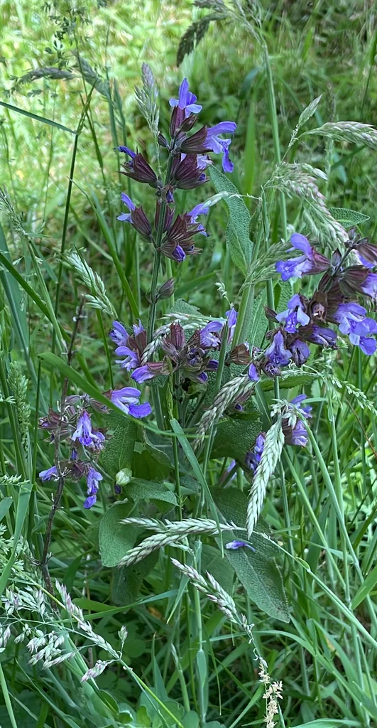 Salvia Officinalis