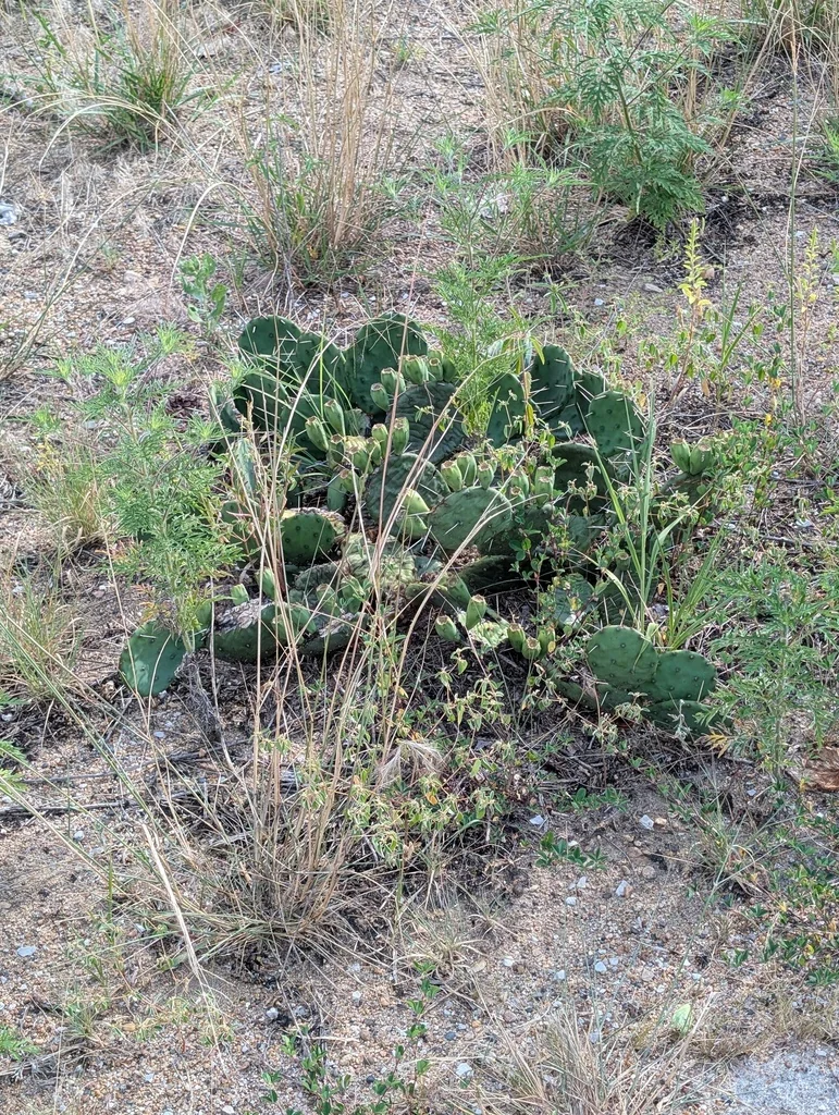 Opuntia Humifusa