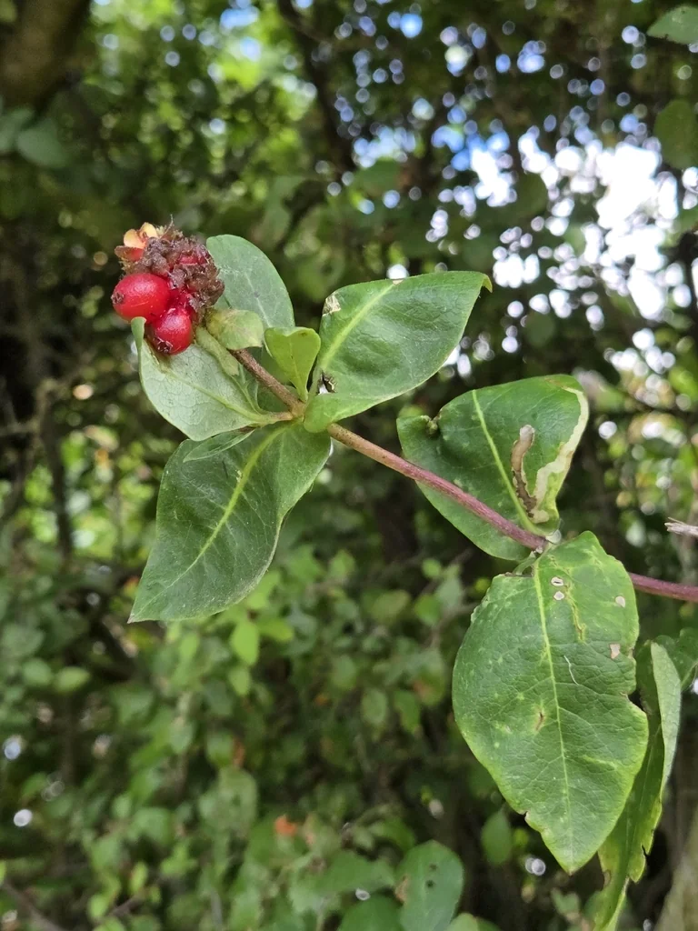 Lonicera periclymenum