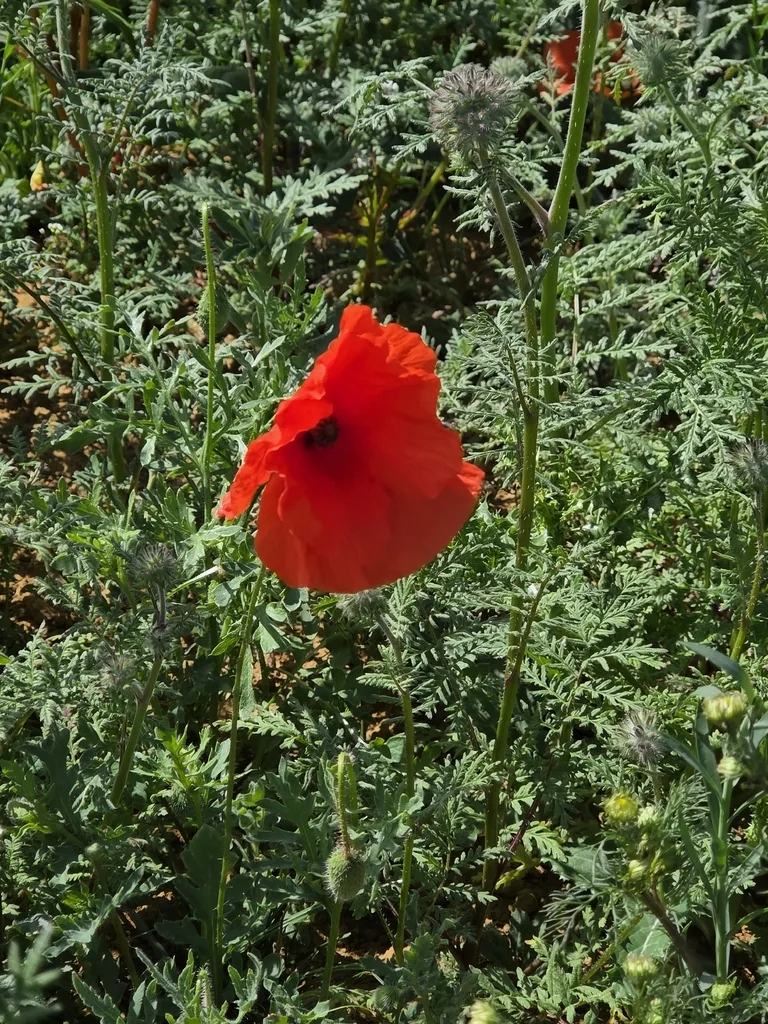 Papaver Rhoeas