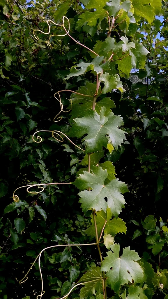 Vitis Vinifera