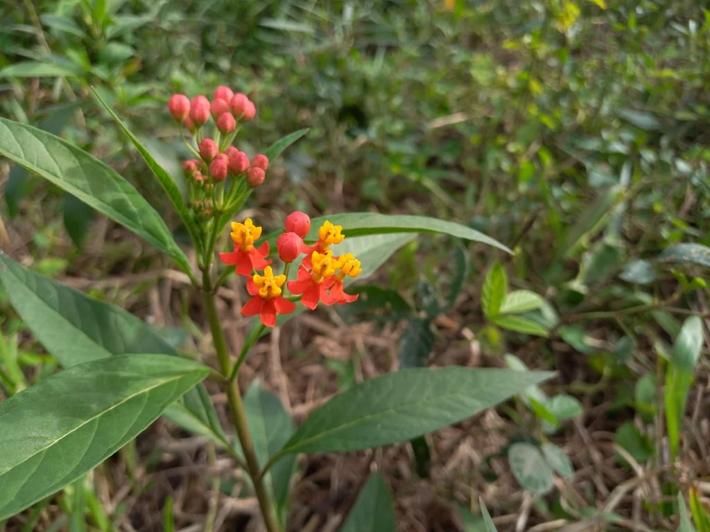 Asclepias Curassavica