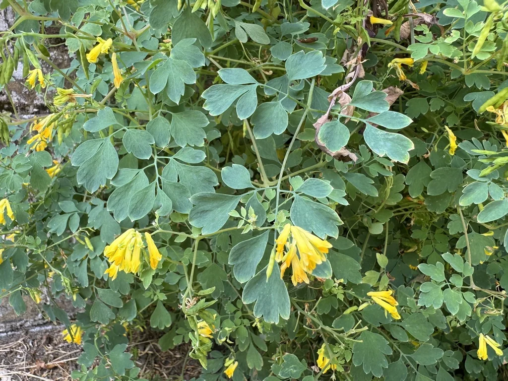 Corydalis Lutea