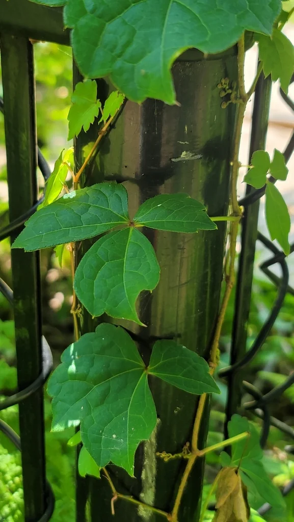 Parthenocissus Tricuspidata