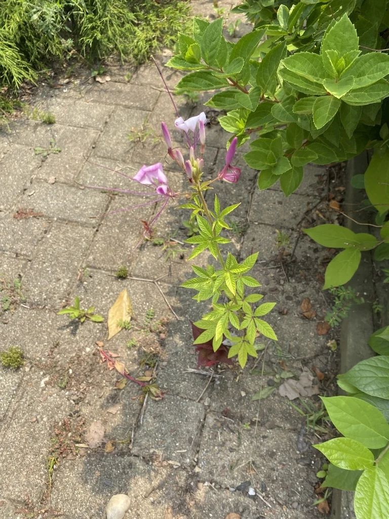 Cleome hassleriana