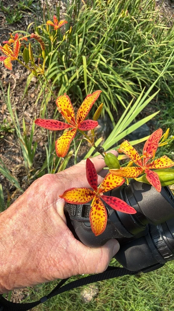 Iris Domestica