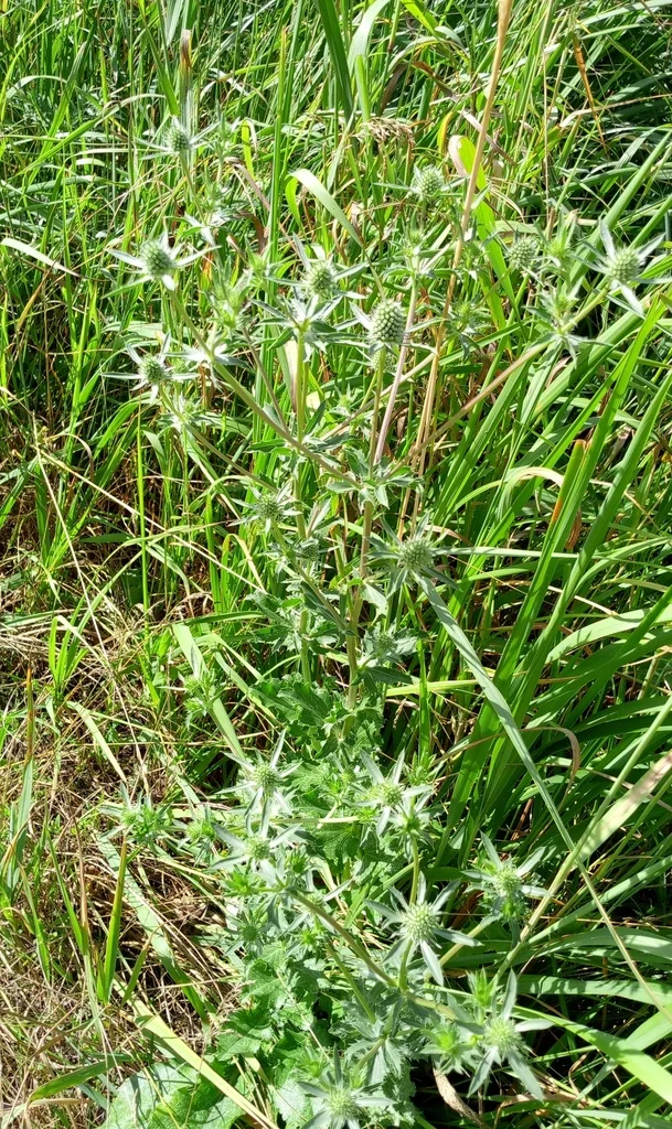 Eryngium Planum