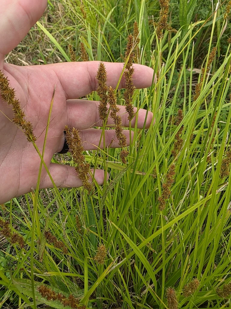 Carex Vulpinoidea