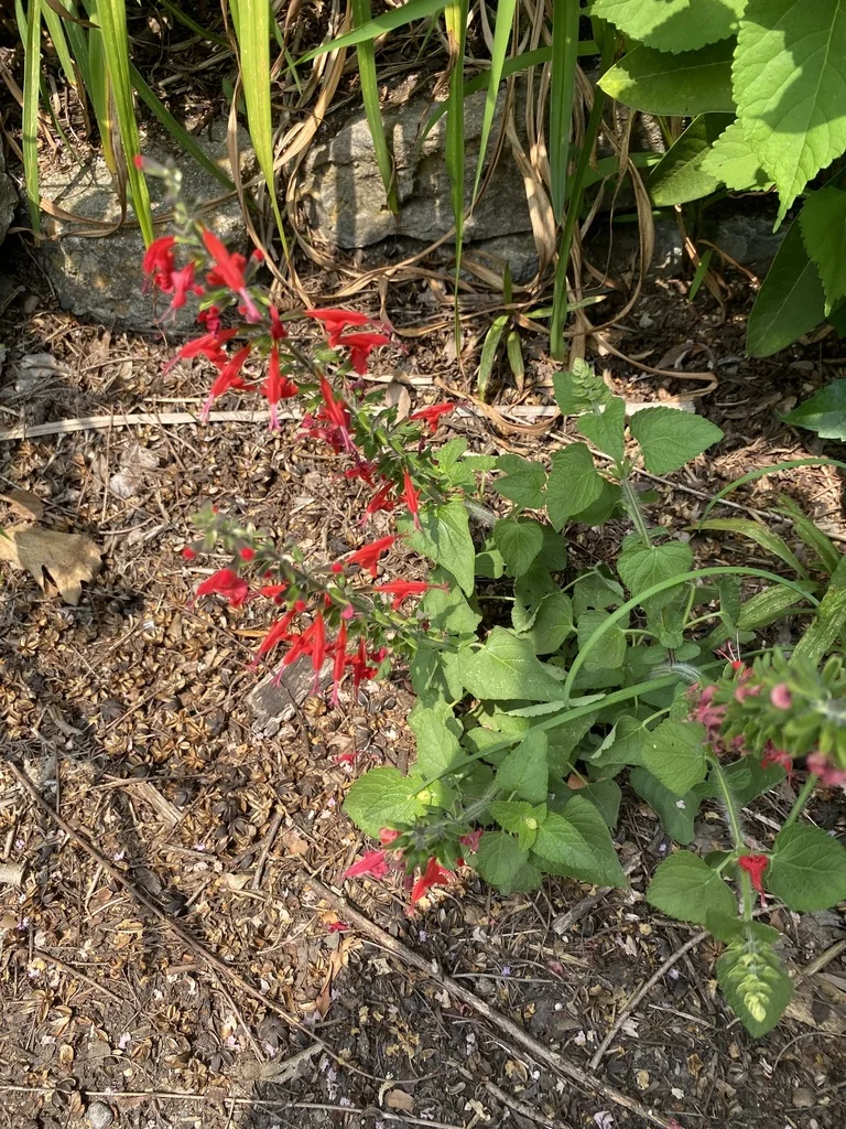 Salvia coccinea