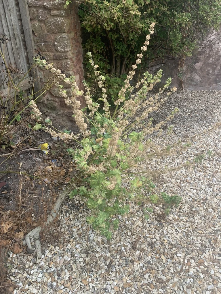 Lavatera Arborea