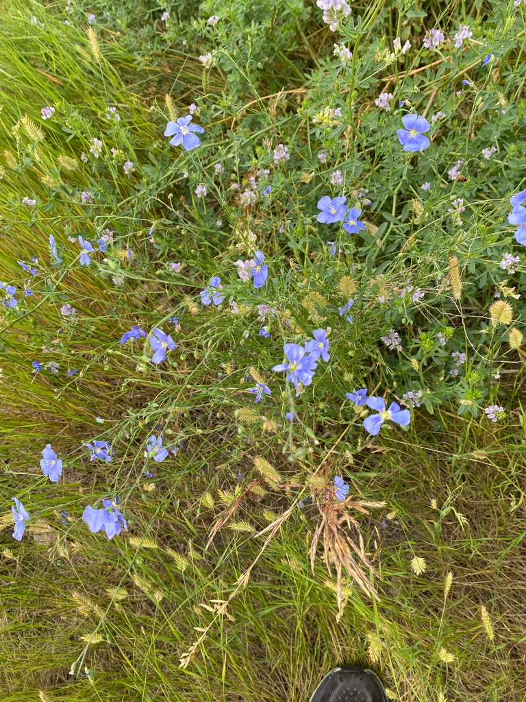 Linum Lewisii