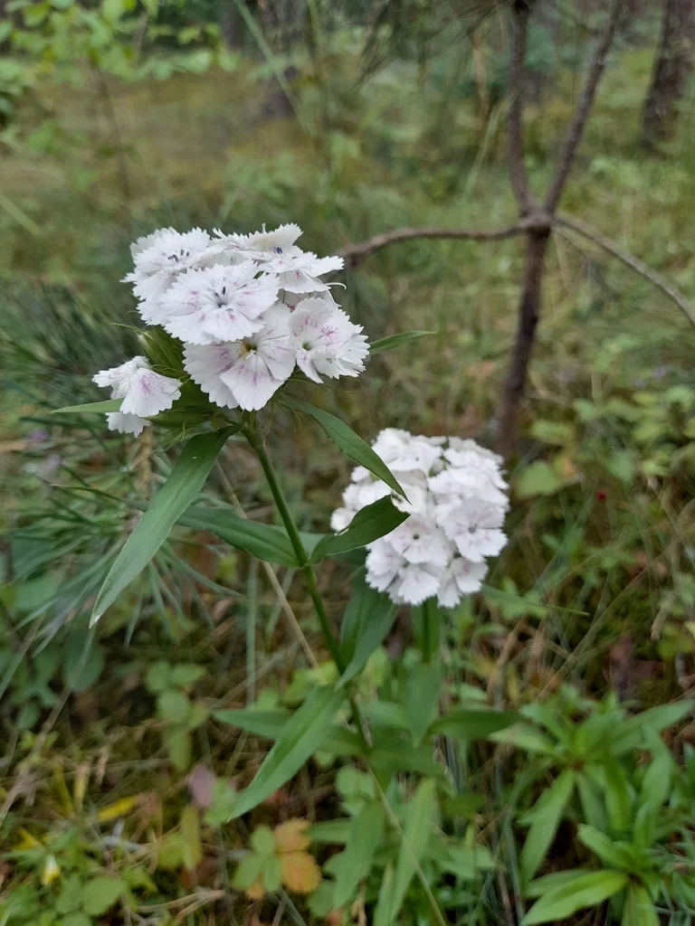 Dianthus Barbatus