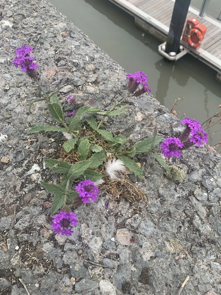 Verbena Rigida