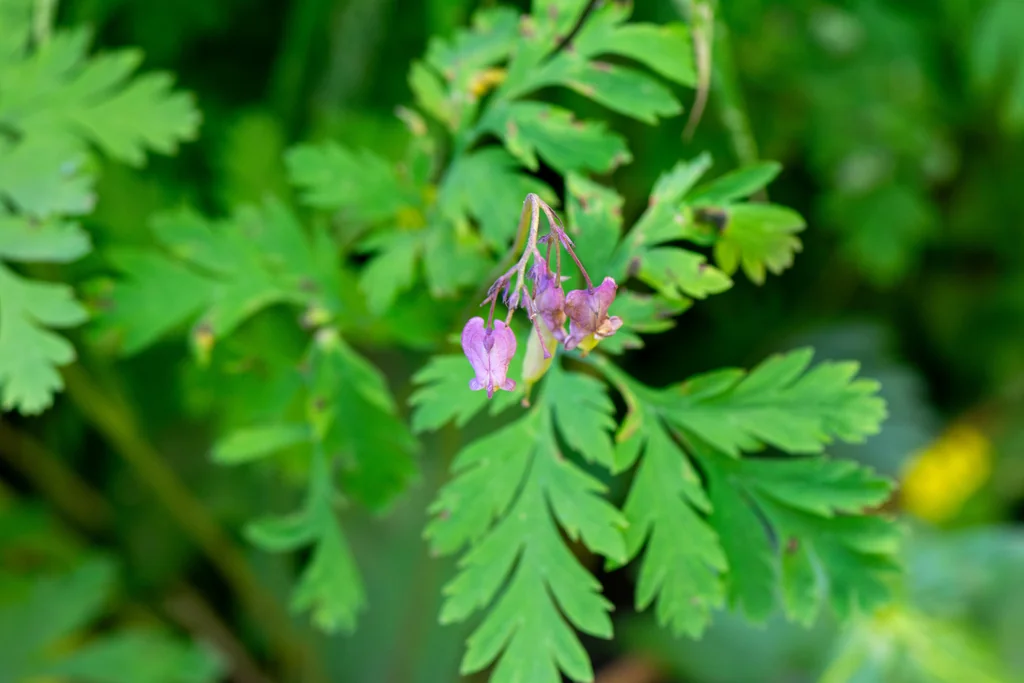 Dicentra Formosa