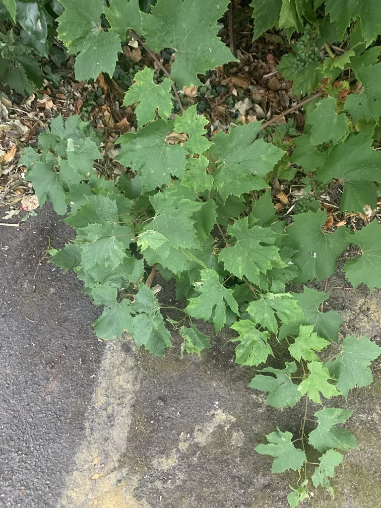 Vitis Vinifera