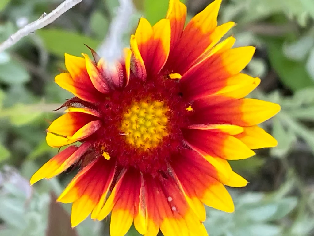 Gaillardia Aristata