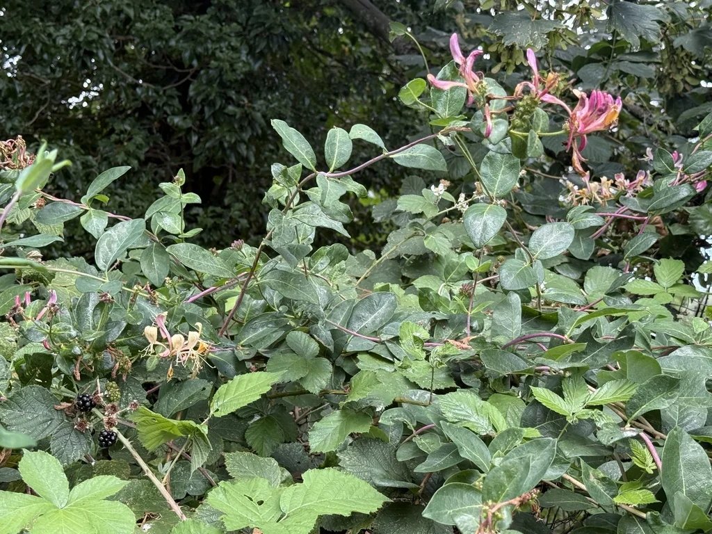 Lonicera periclymenum