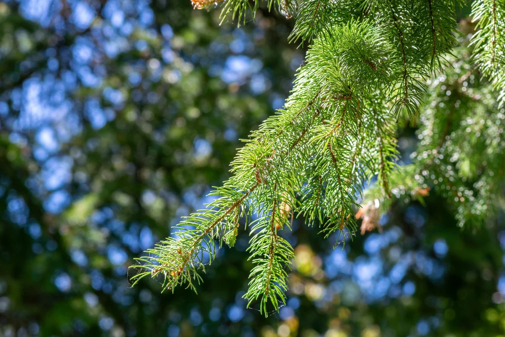 Picea engelmannii