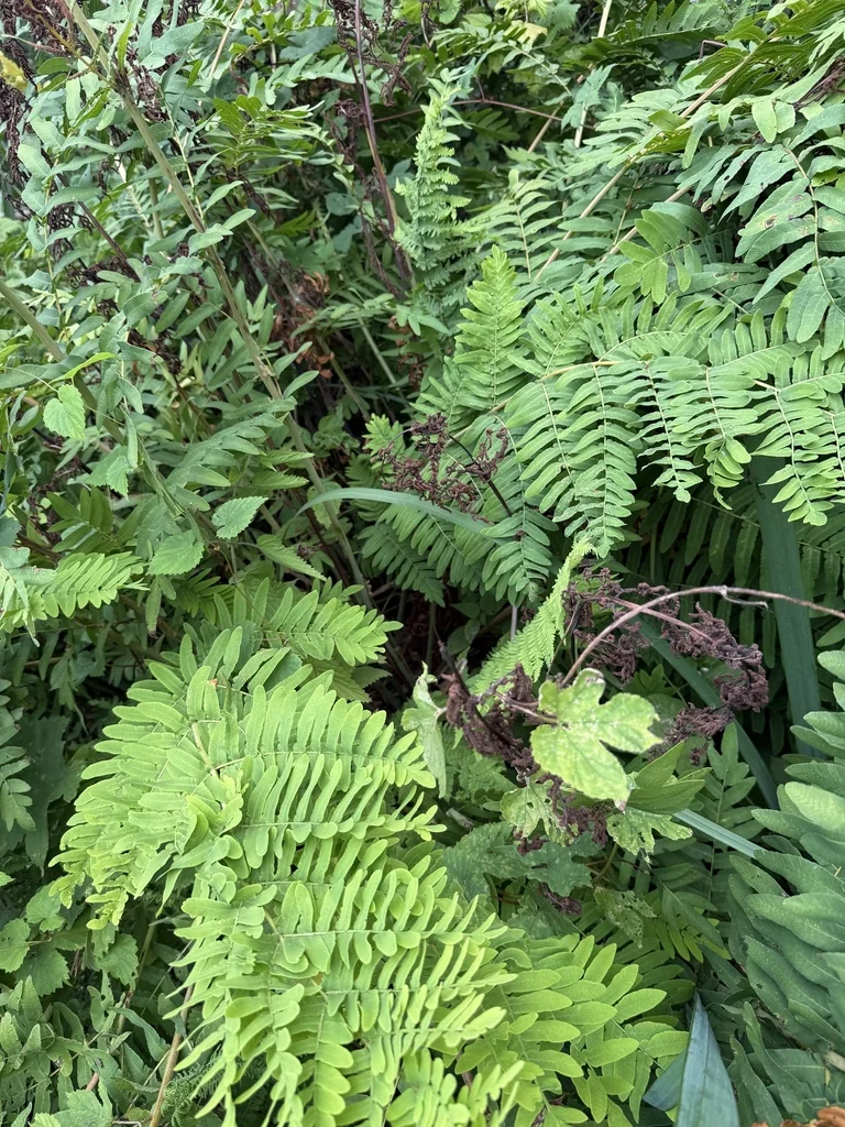Osmunda Regalis