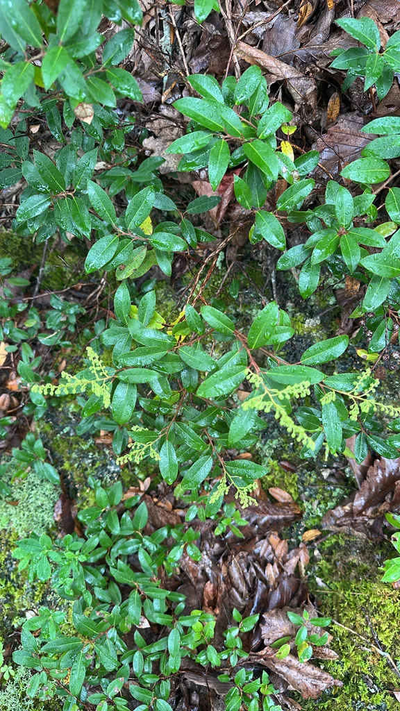 Pieris Floribunda