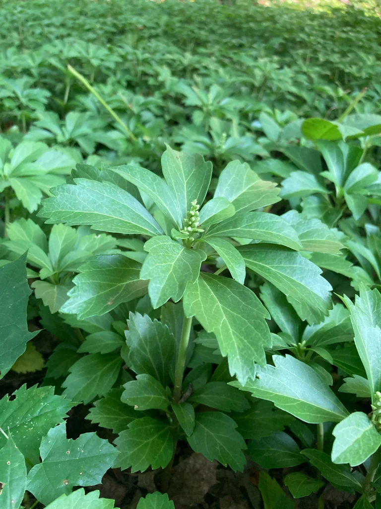 Pachysandra Terminalis