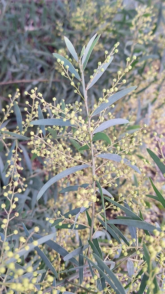 Acacia Fimbriata