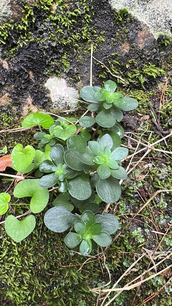 Sedum Ternatum