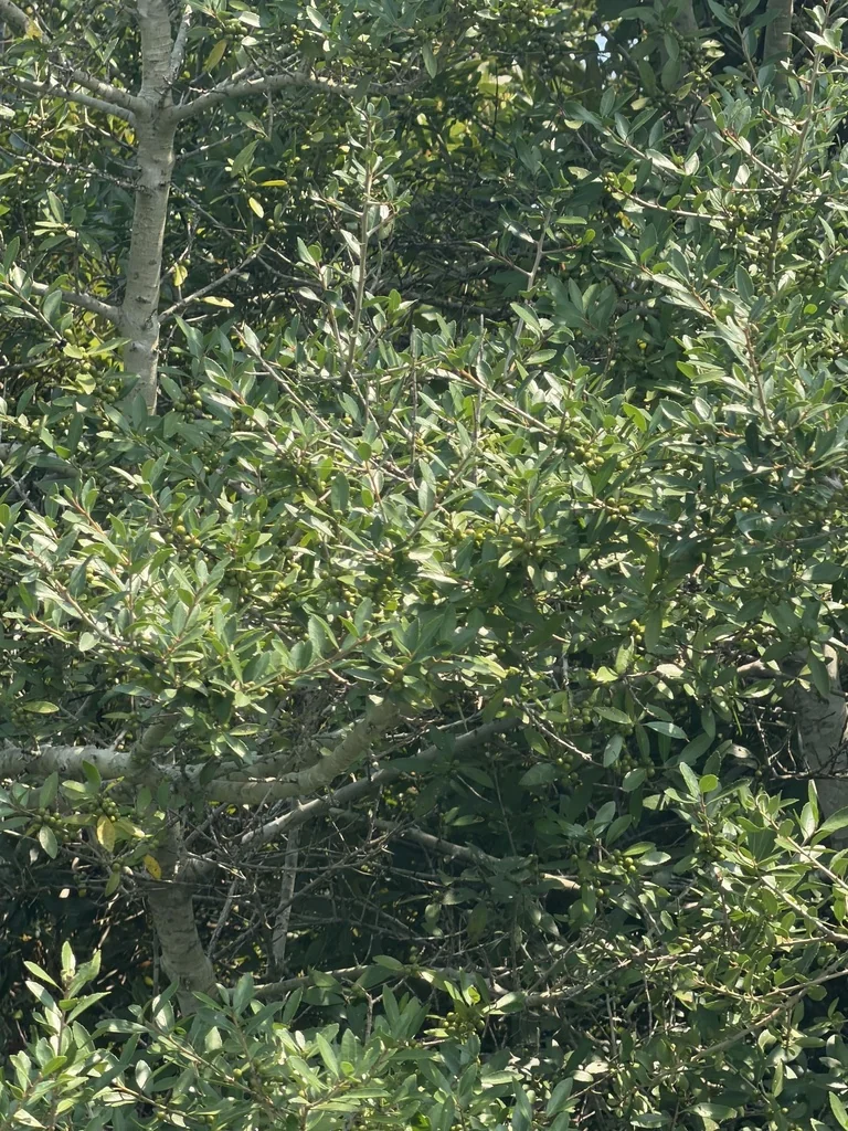 Ilex Vomitoria