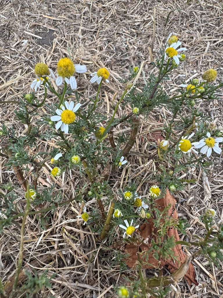 Matricaria Recutita