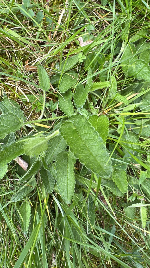 Stachys Officinalis