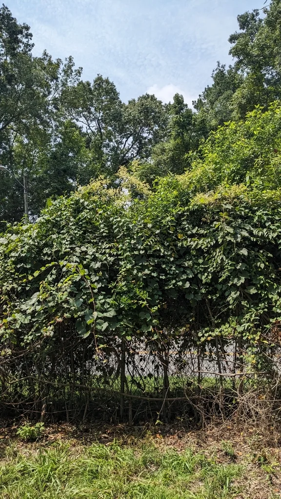 Aralia Spinosa