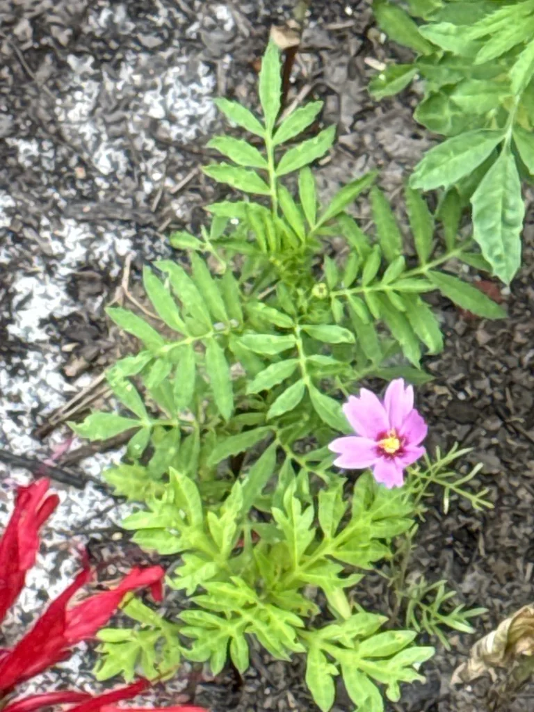 Cosmos Bipinnatus