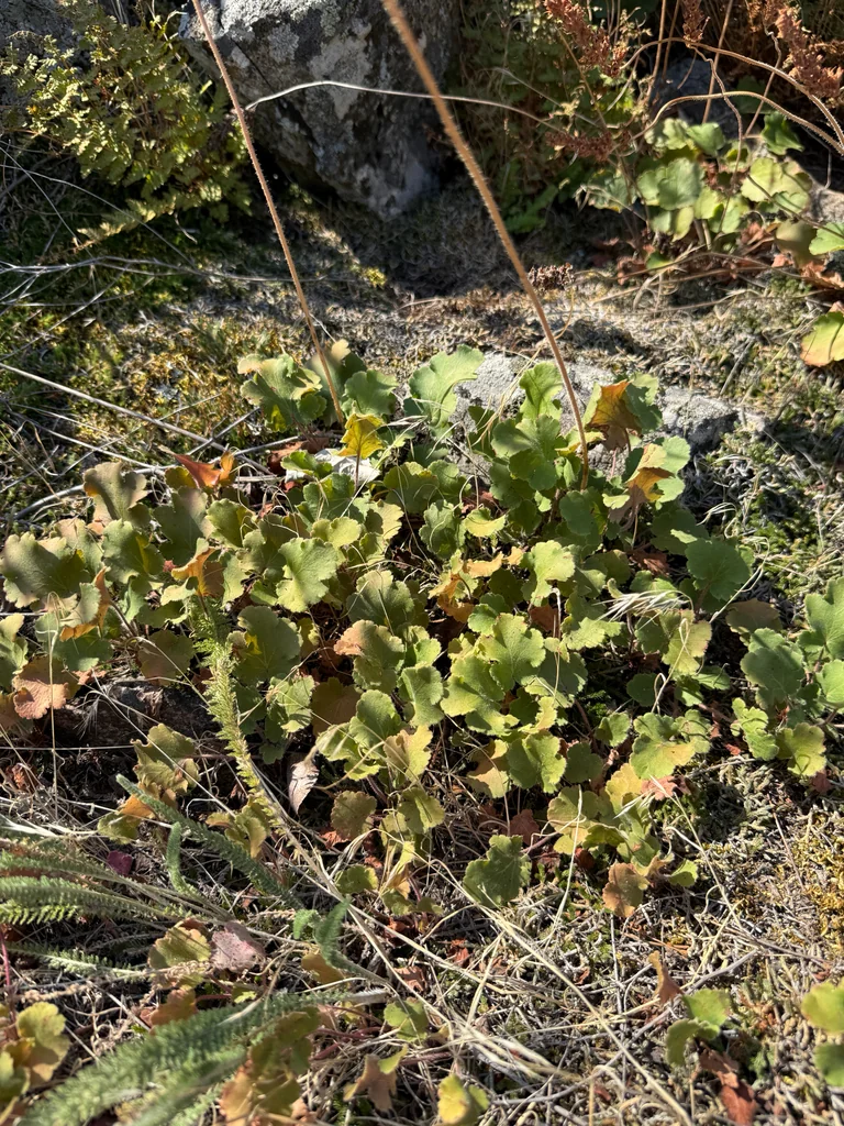 Heuchera Cylindrica