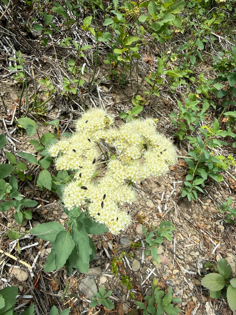 Spiraea Betulifolia Var. Lucida