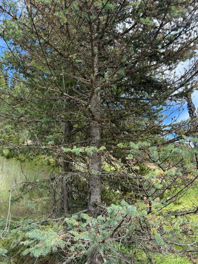 Picea engelmannii