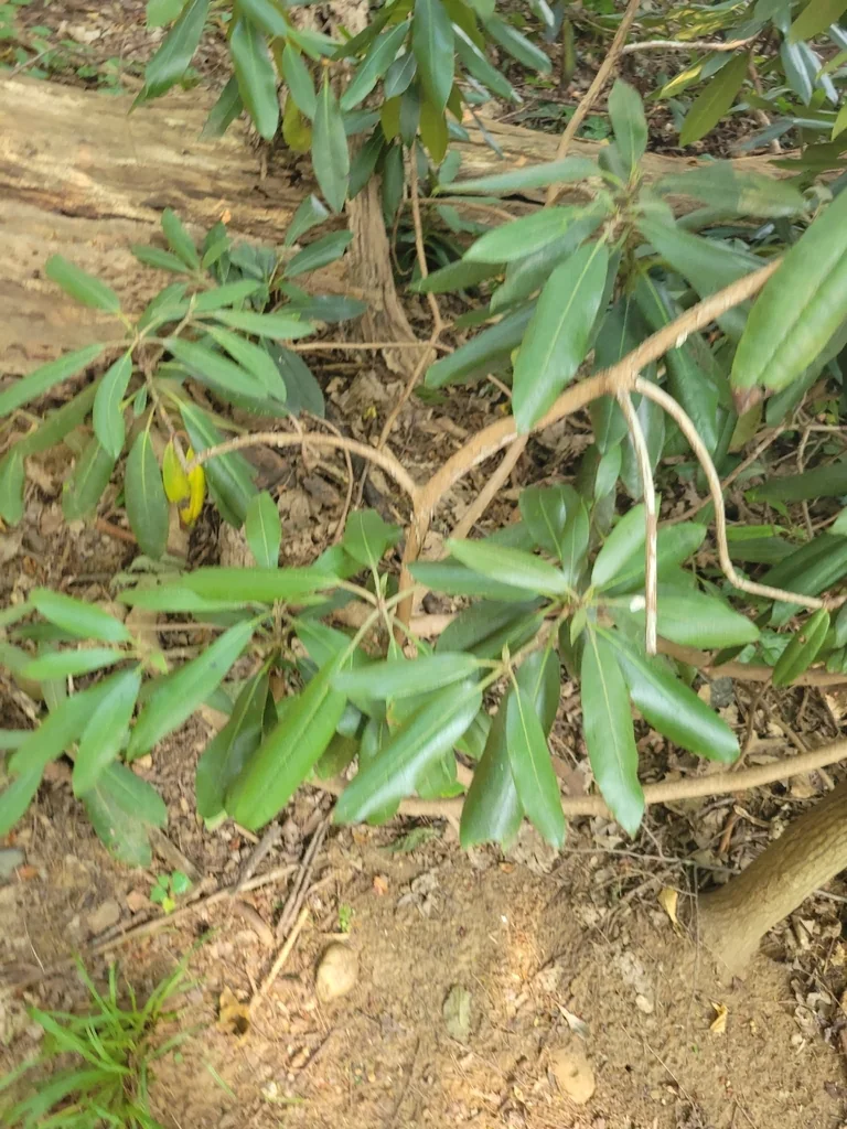 Rhododendron Maximum