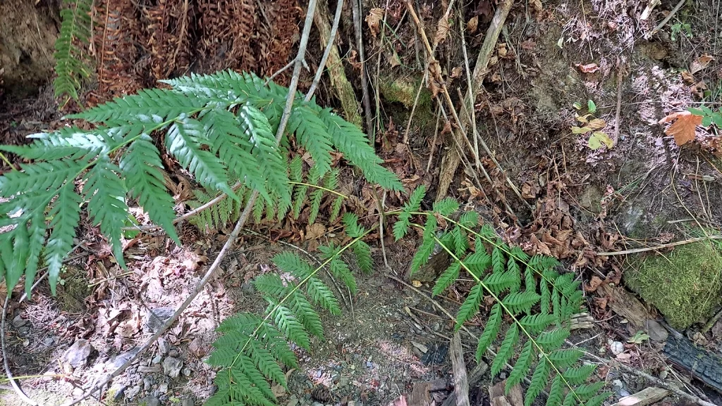 Woodwardia Fimbriata