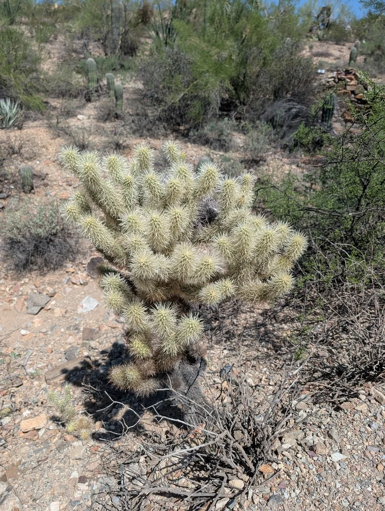Cylindropuntia Bigelovii
