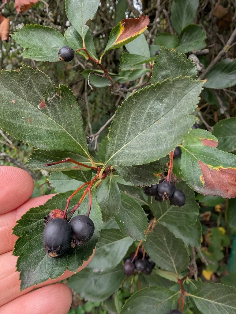 Crataegus Douglasii