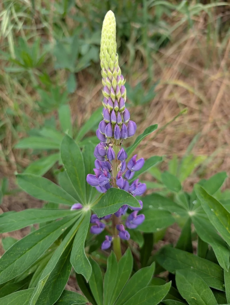 Lupinus Polyphyllus
