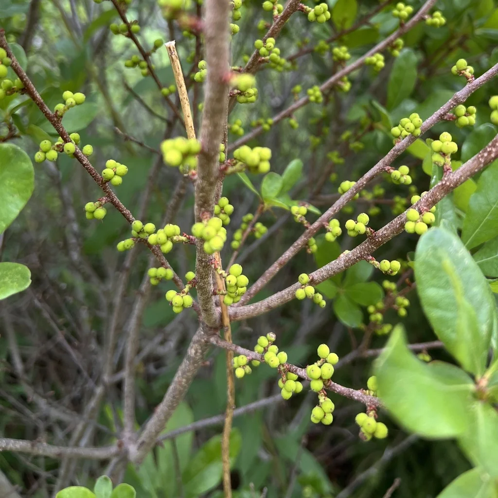 Myrica Pensylvanica