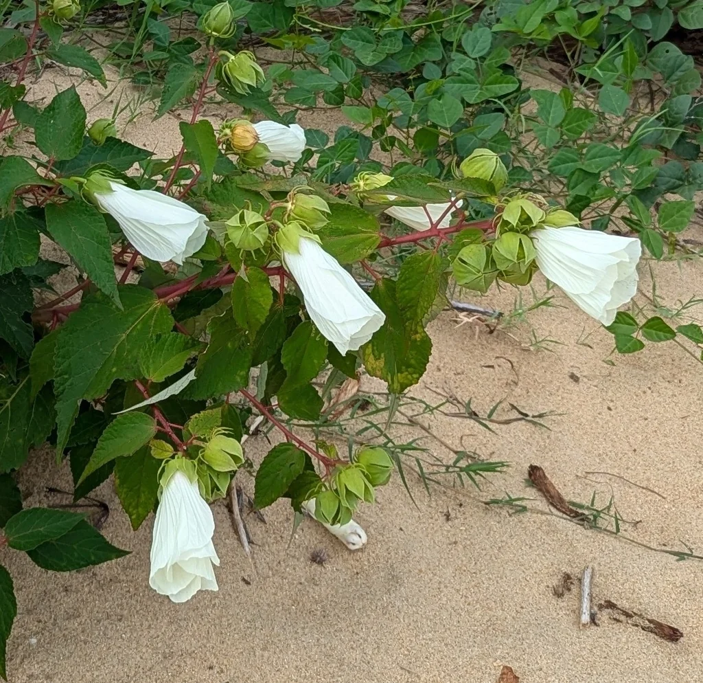 Hibiscus Moscheutos