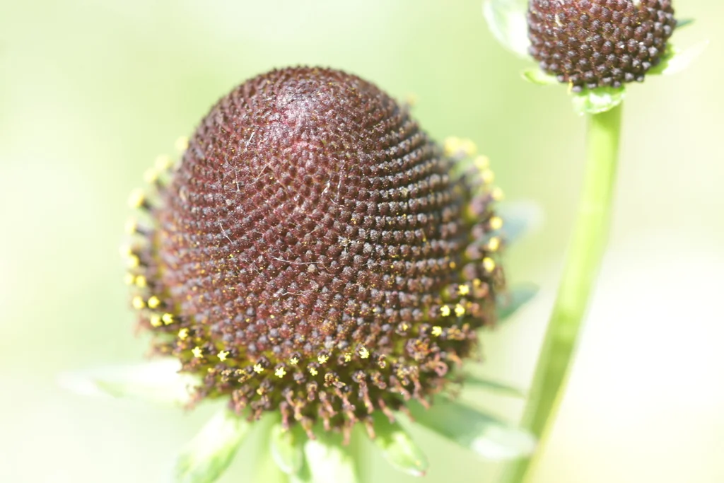 Rudbeckia Occidentalis