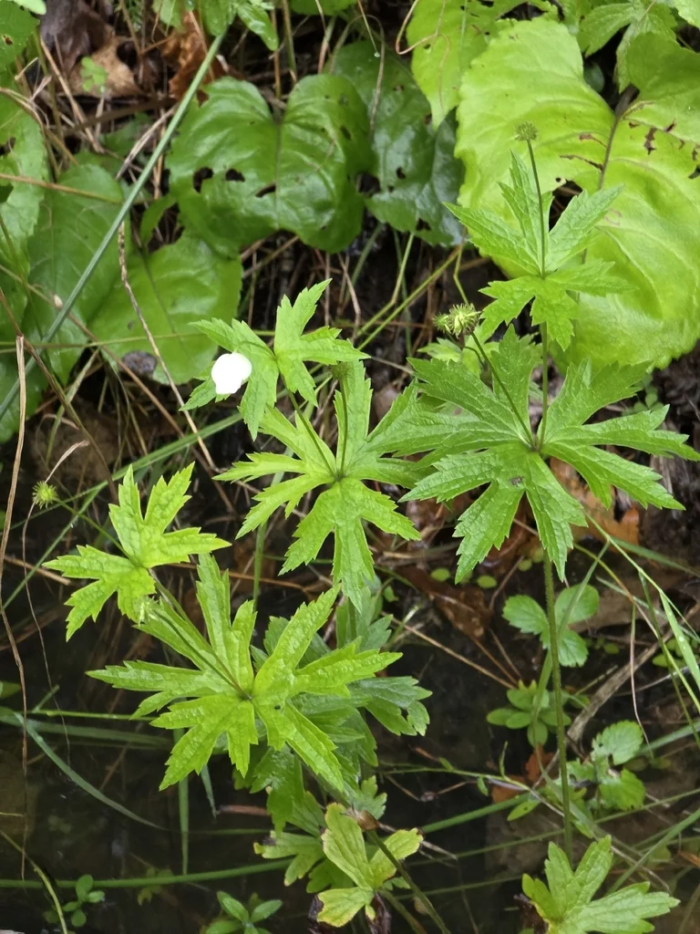 Anemone Canadensis
