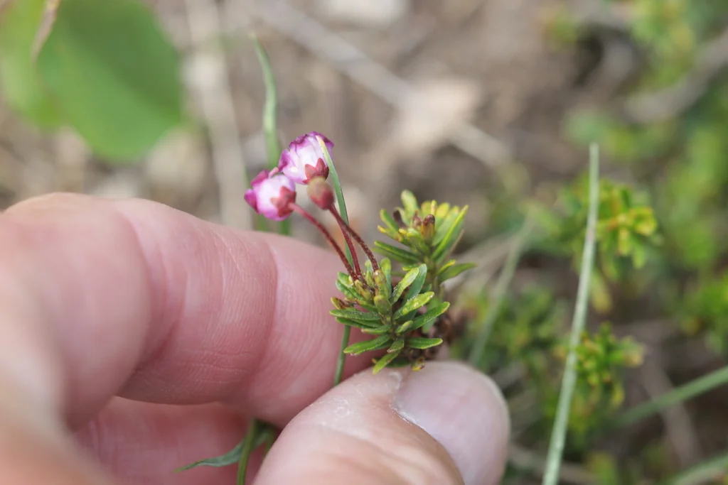 Phyllodoce Empetriformis