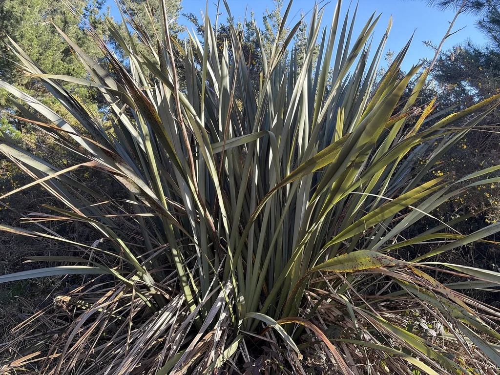 Phormium Tenax