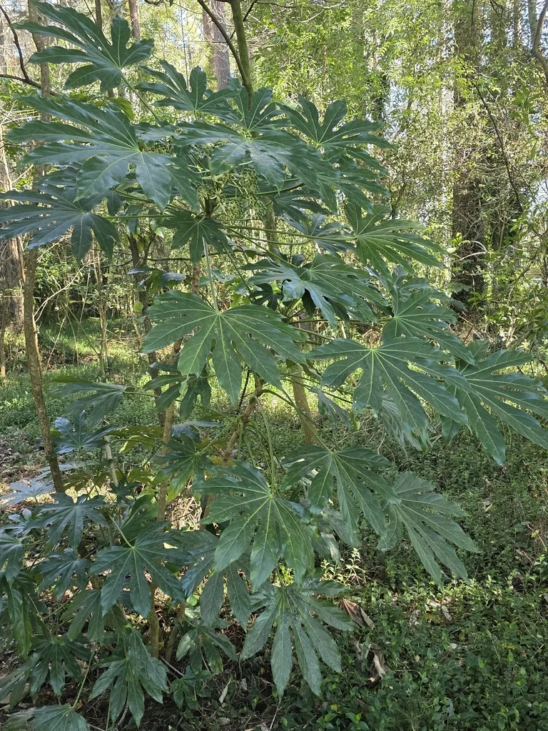 Fatsia Japonica