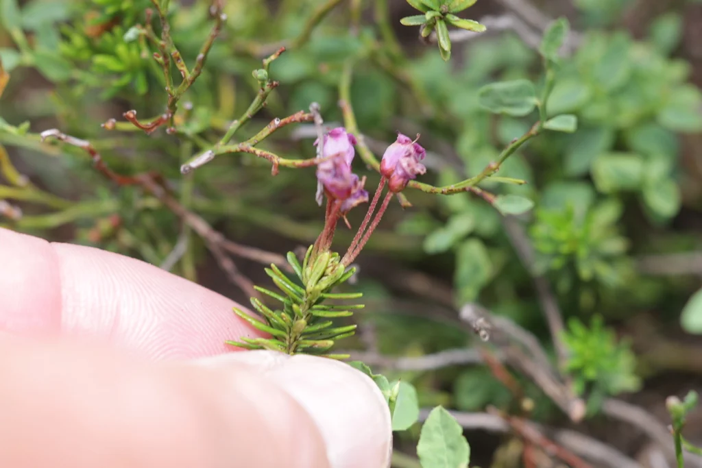 Phyllodoce Empetriformis